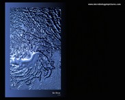 Sea horse
